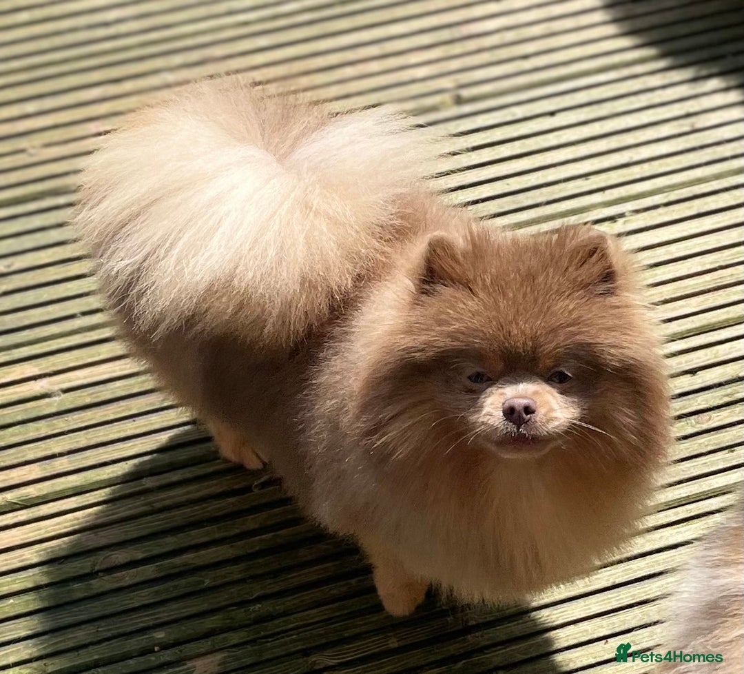 Pomeranian dogs for stud: 💜🧡Lilac & tan KC stud Benji champions in line  in Guildford - Image 5