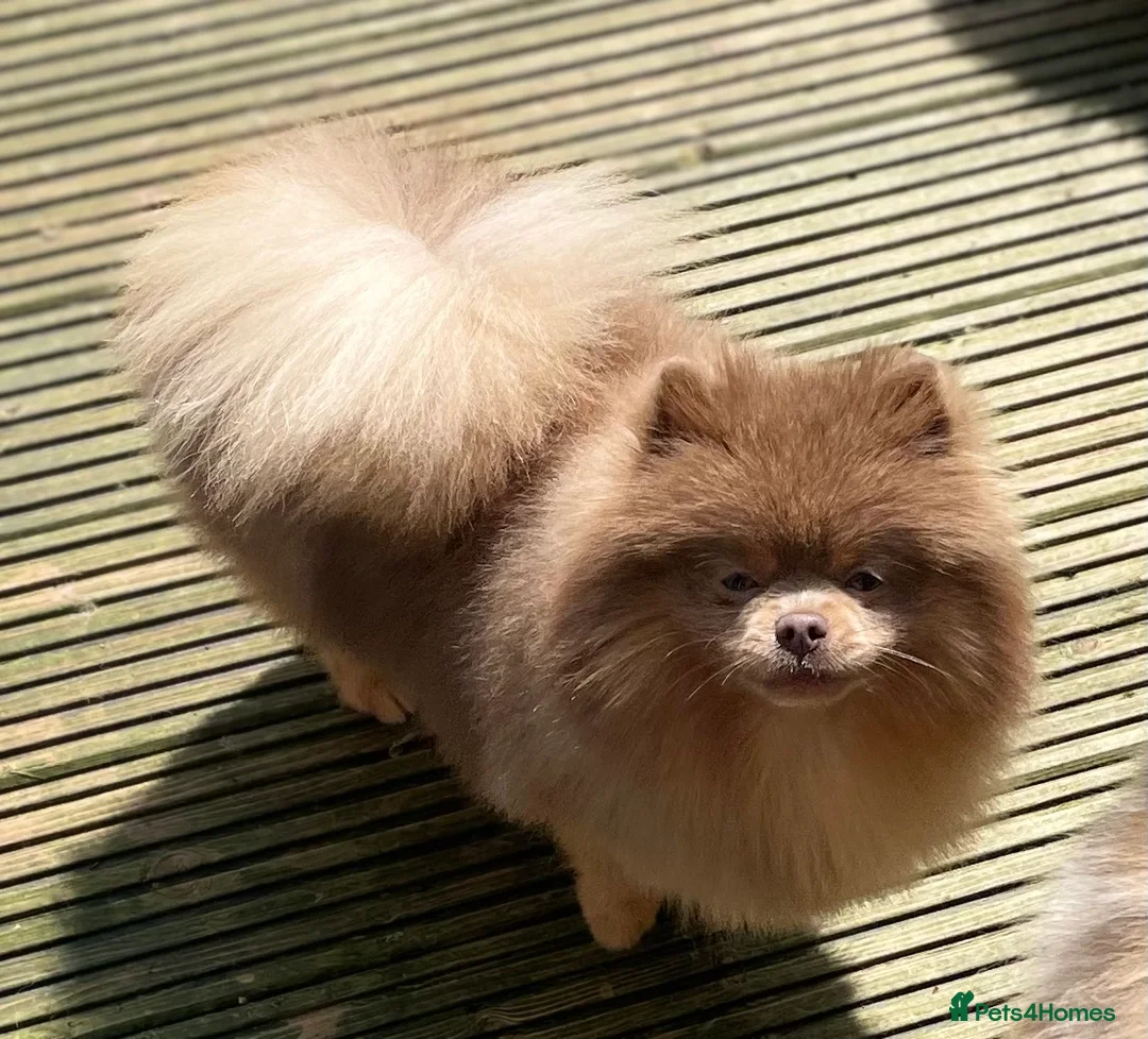 Pomeranian dogs for stud: 💜🧡Lilac & tan KC stud Benji champions in line  in Guildford - Advert 5