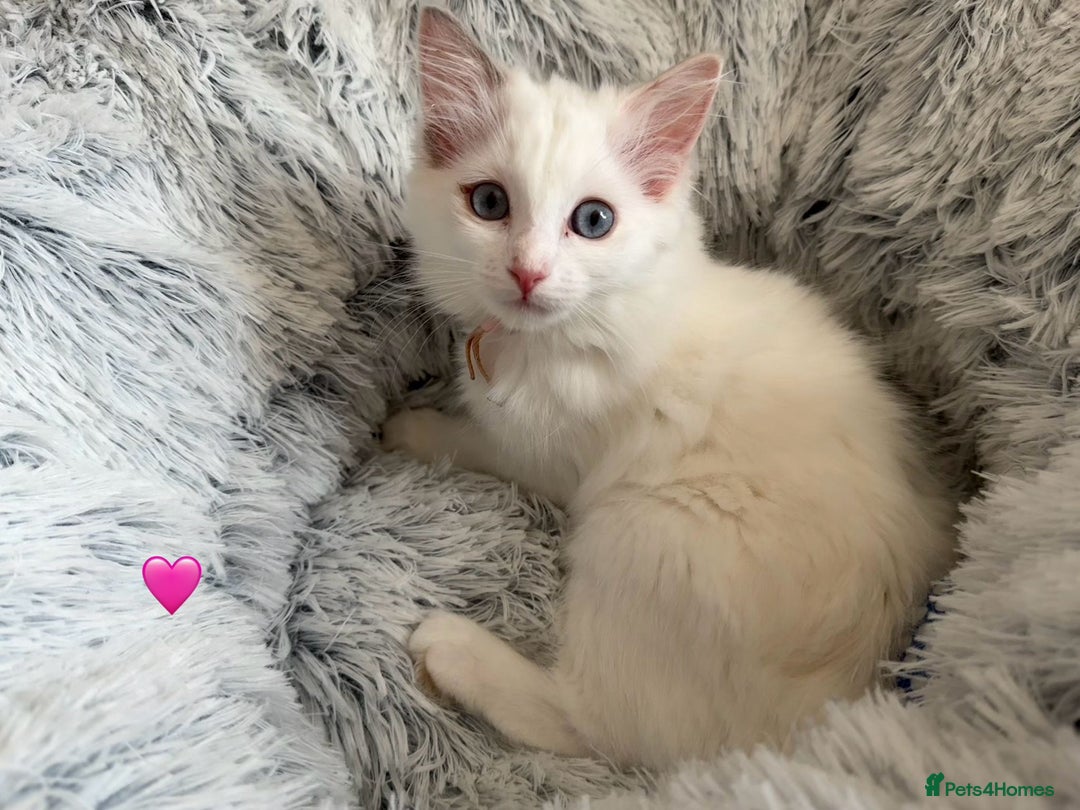 Ragdoll cats for sale: 4 Gorgeous Pure-Bred Ragdolls - Image 4