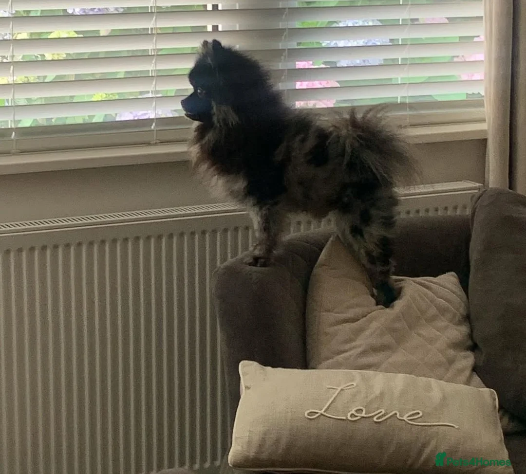 Pomeranian dogs for stud: Blue Merle Stud  - Advert 3