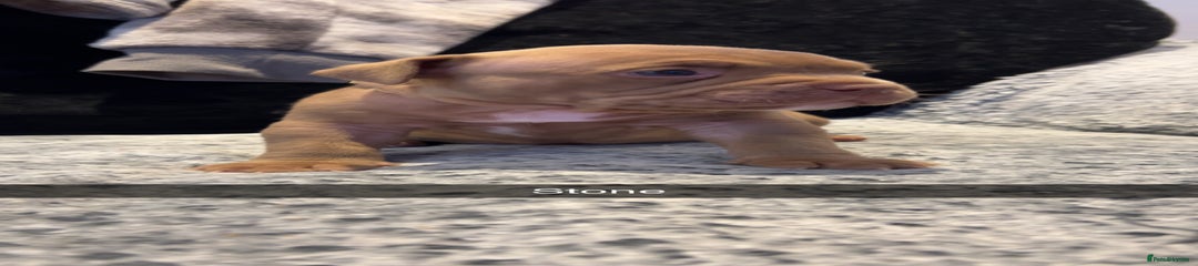 Stone (Sand)