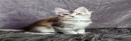 Maine Coon cats for sale: ACTIVE TICA Registered Shaded & Shaded lines - Advert 39