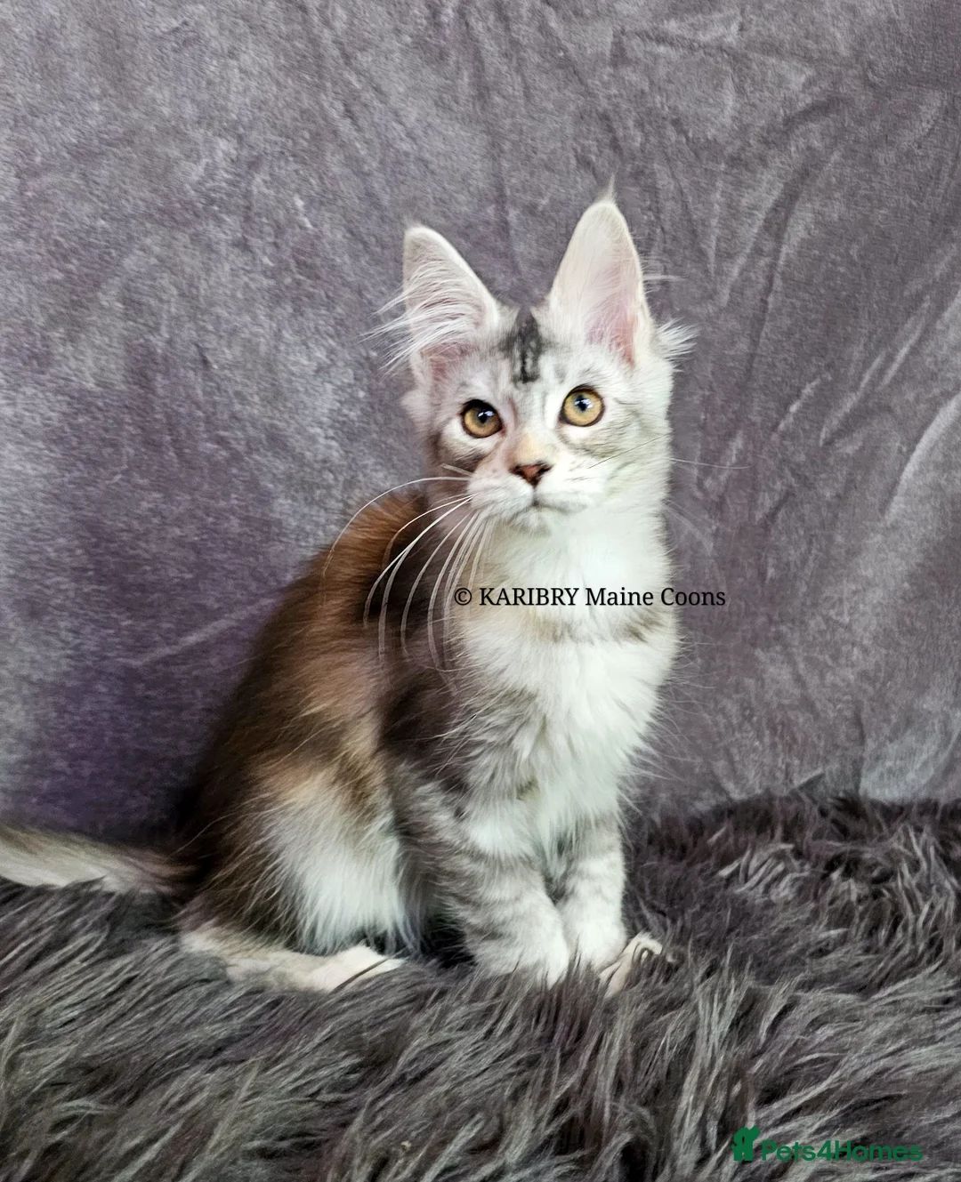 Maine Coon cats for sale: ACTIVE TICA Registered Shaded & Shaded lines - Advert 39