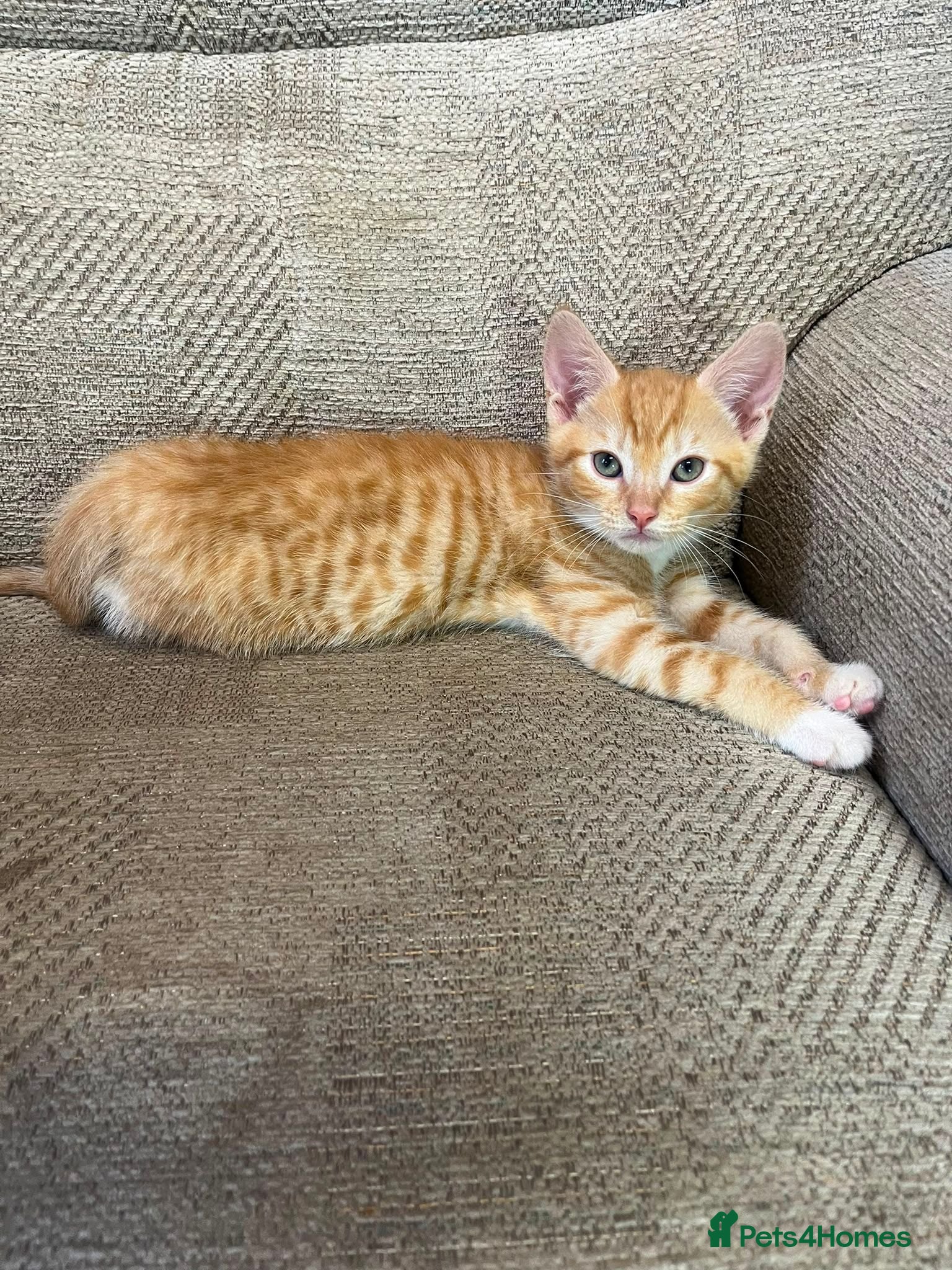 Mixed Breed cats 1 Ginger Boy remaining - Advert 15