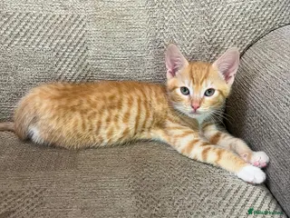 Mixed Breed cats 1 Ginger Boy remaining - Advert 15