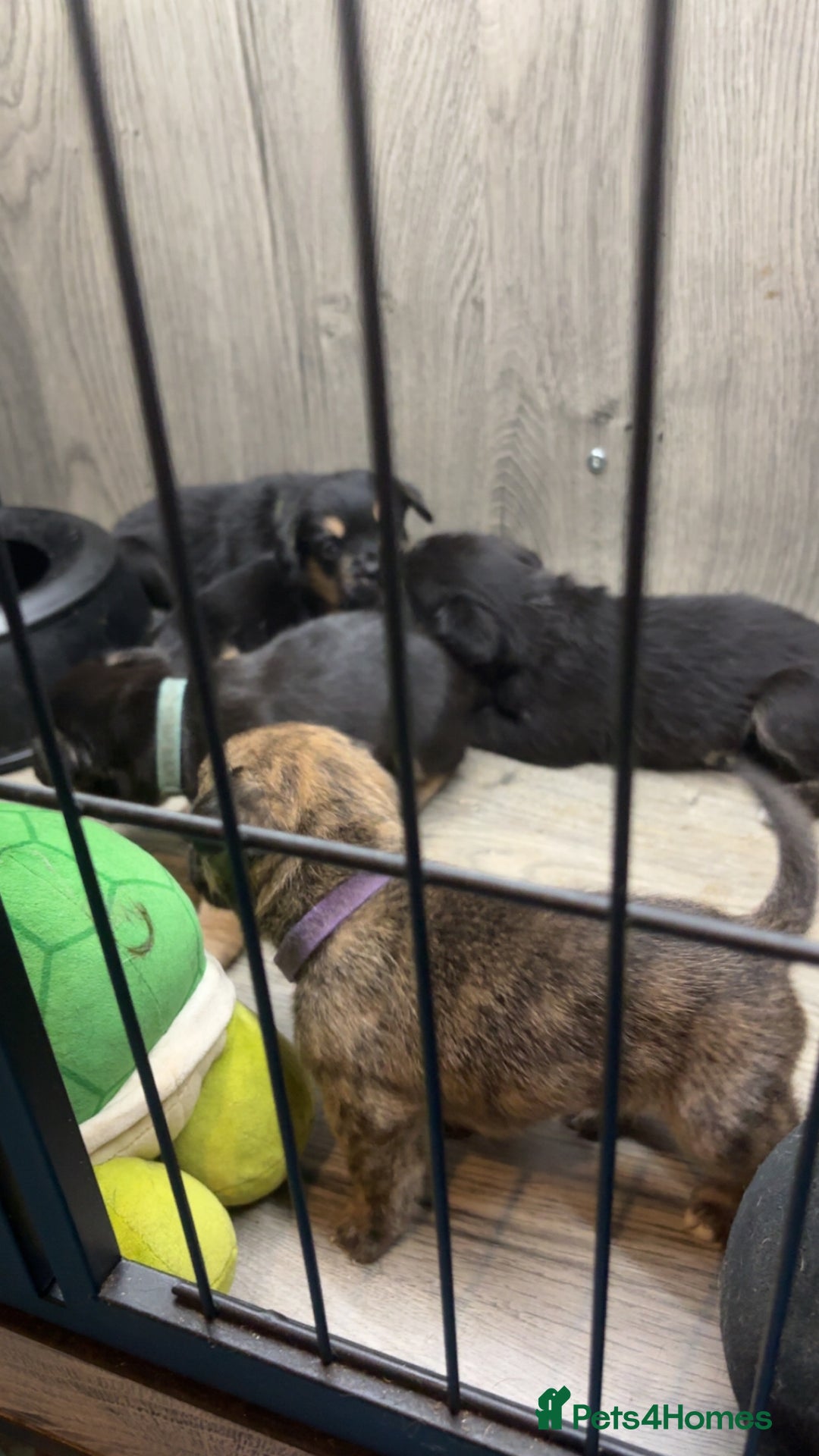 Mixed Breed dogs for sale: 5 French bulldog cross pups for sale  - Advert 13