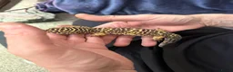 Leopard Gecko reptiles for sale: Leopard gecko stunning with complete setup in Preston - Advert 3