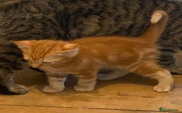 Mixed Breed cats for sale: Friendly kittens ginger boy and  torty girl - Image 14