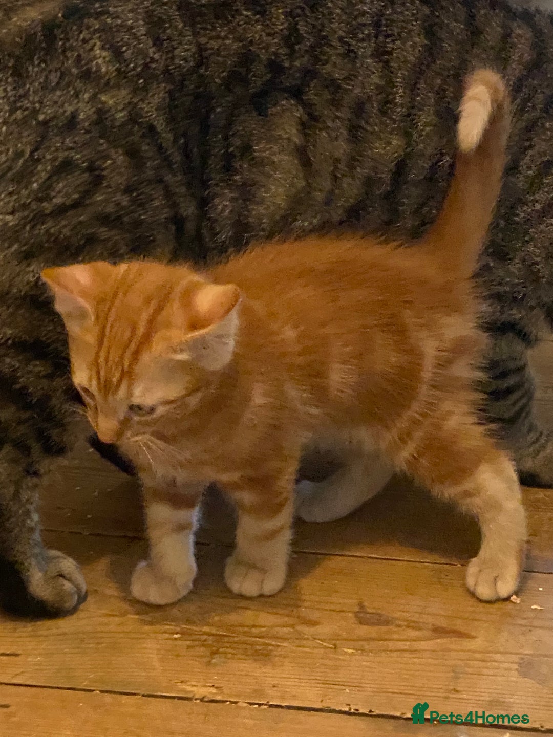 Mixed Breed cats for sale: Friendly kittens ginger boy and  torty girl - Image 14