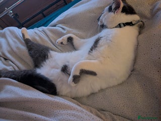 Mixed Breed cats 8 month old boy - Advert 4