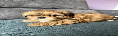 Shih Tzu Puppy 5