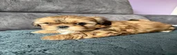 Shih Tzu dogs for sale: Beautiful Shihtzu Puppy’s for Sale - Advert 3