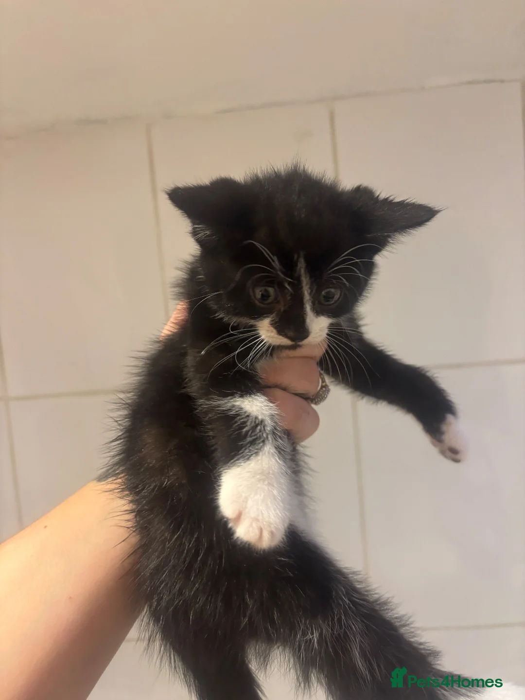 Domestic Shorthair cats for sale: Beautiful kittens for sale - Advert 2
