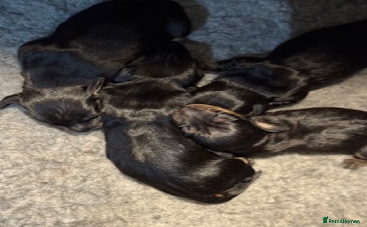 Miniature Dachshund dogs - Advert 1