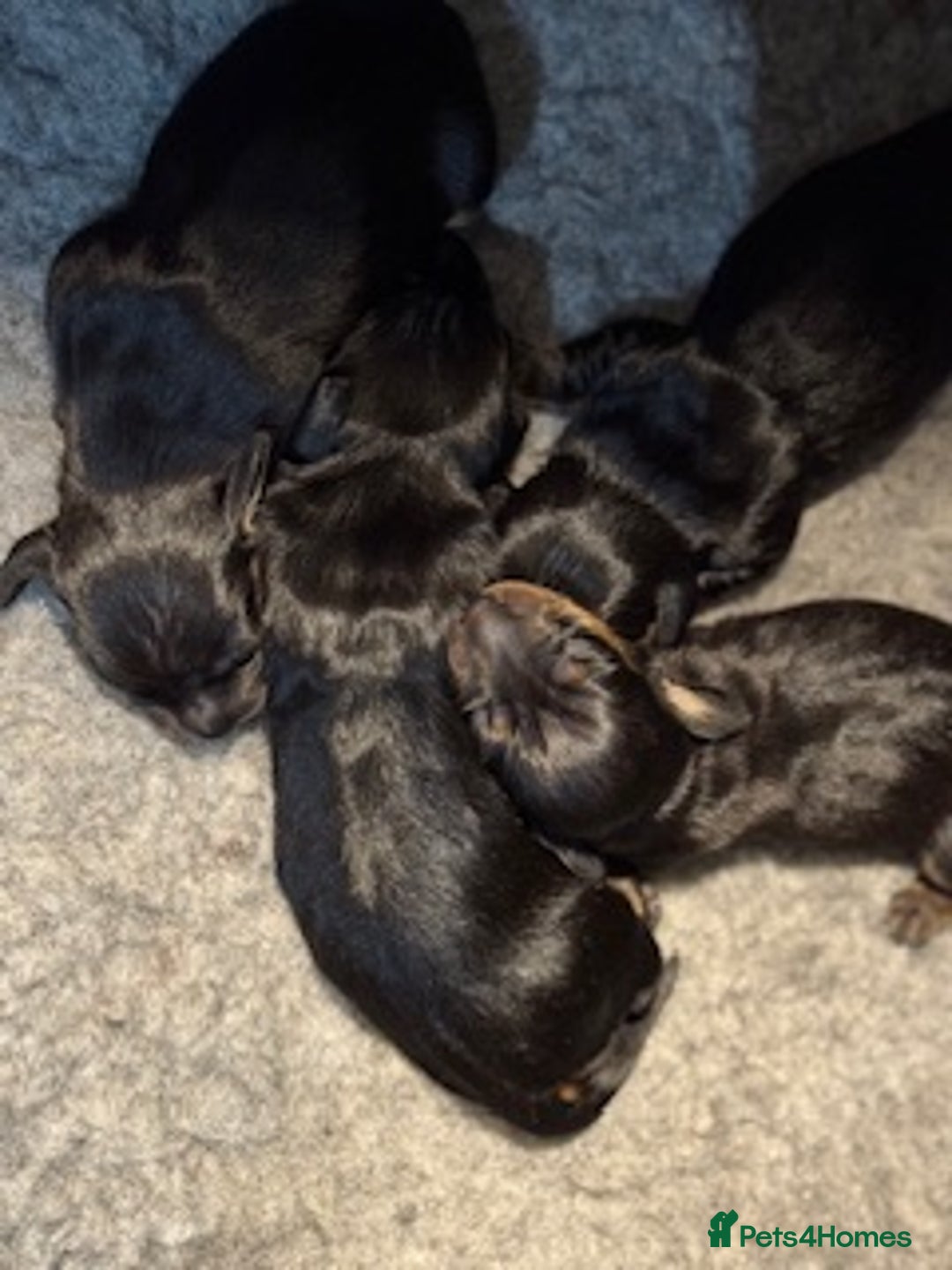 Miniature Dachshund dogs for sale: Miniature Dachshund Puppies - Image 1