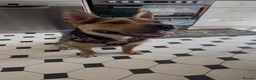 Mixed Breed dogs for sale: Ayla - Our Rescue looking for home.  - Advert 9