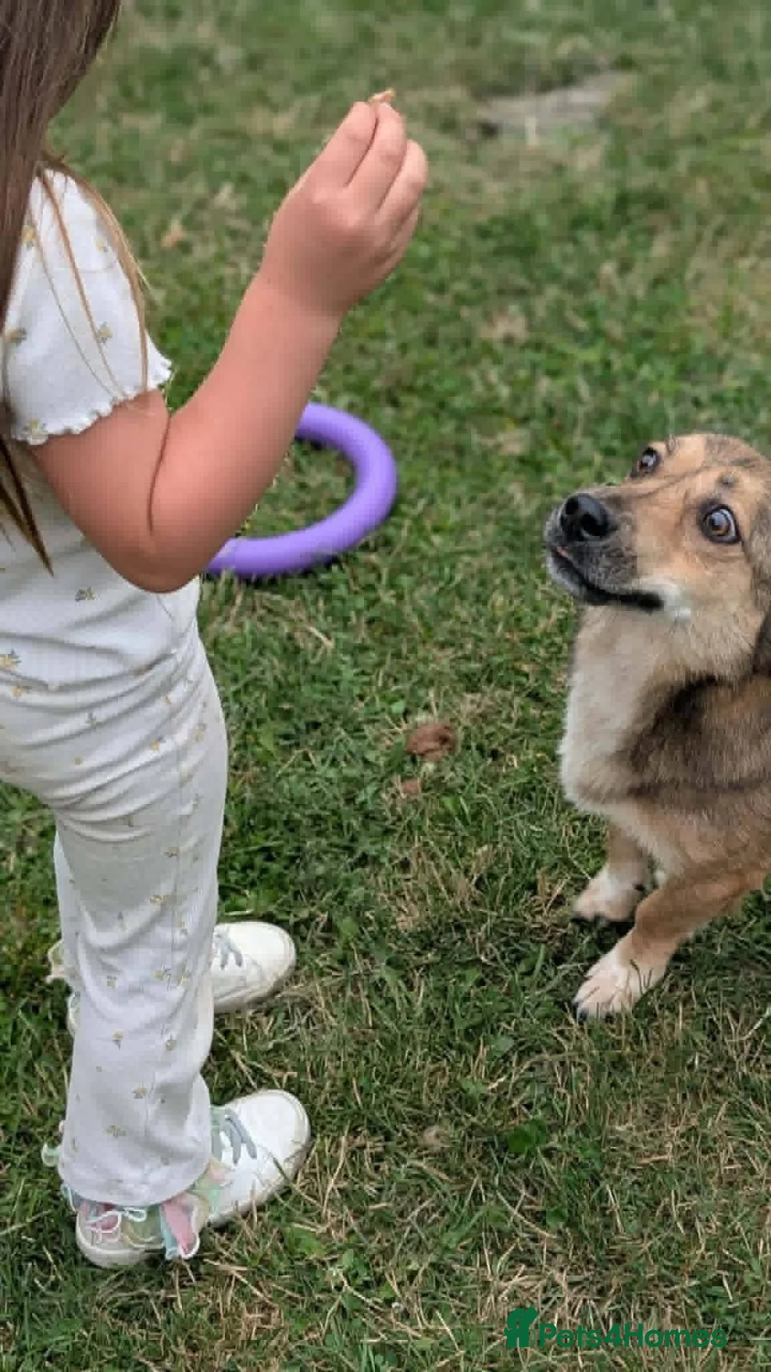 Mixed Breed dogs for adoption: Watson for adoption in Exeter - Advert 6