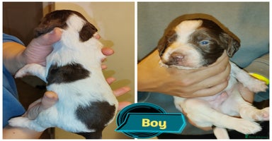 English Springer Spaniel dogs - Advert 11