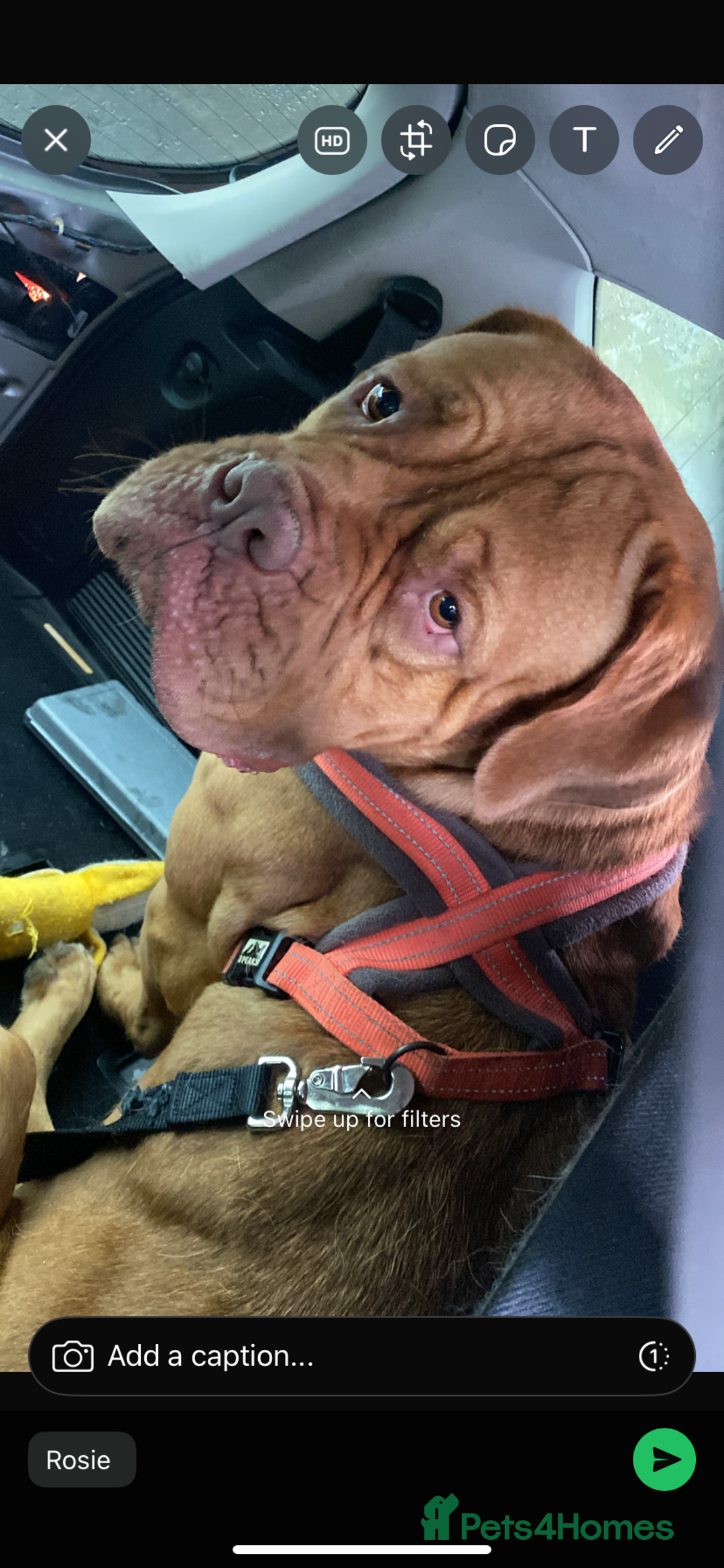 Dogue De Bordeaux dogs for sale: Beautiful dog de Bordeaux  - Image 2