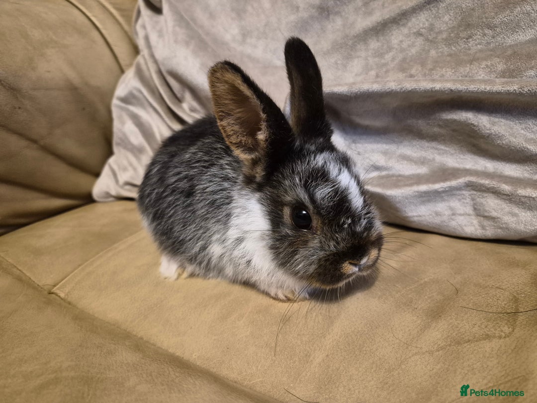 Mini Lop rabbits for sale: 4 Cute Baby Mini Lop X Rabbits - Advert 4
