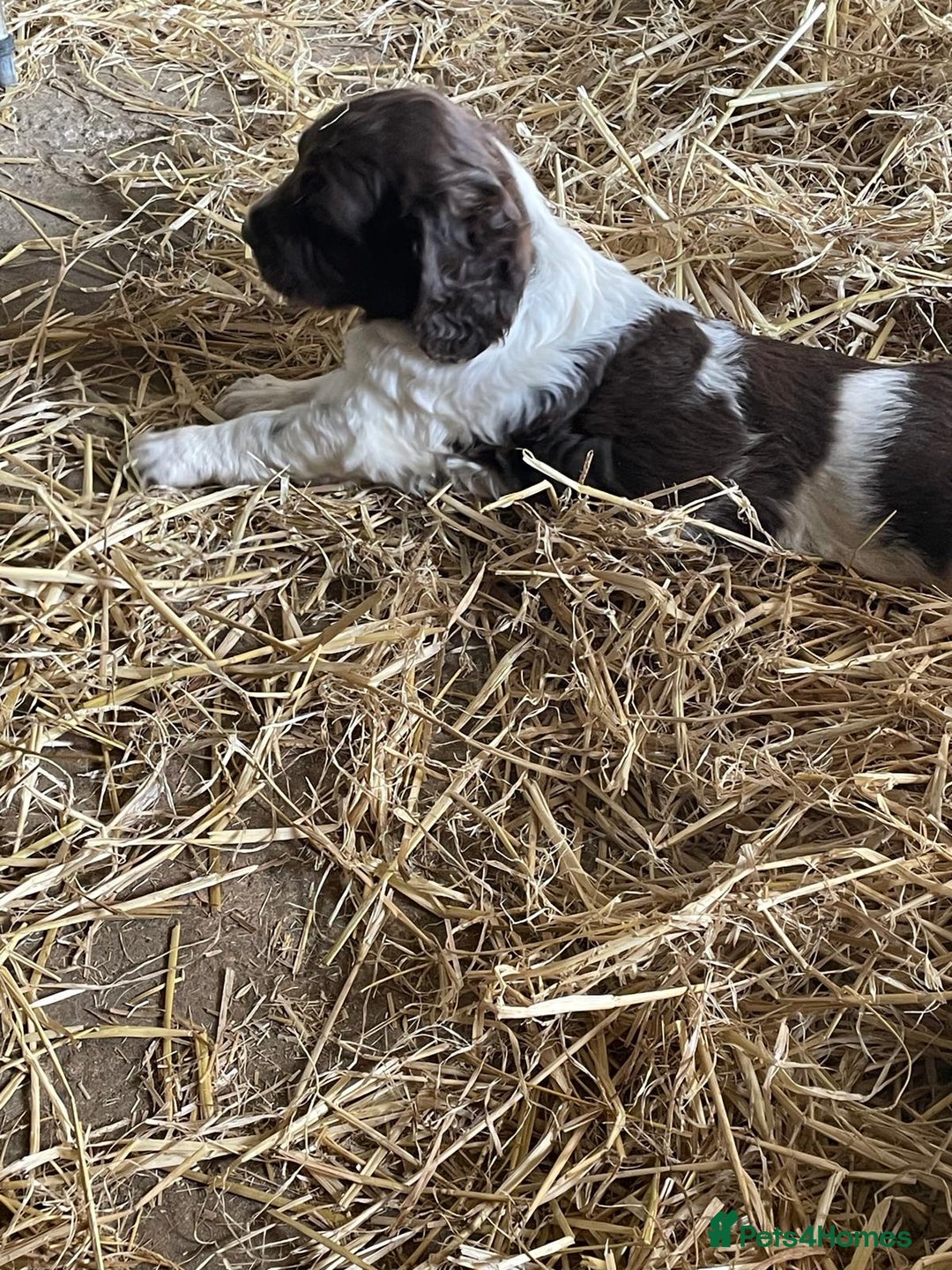 English Springer Spaniel dogs for sale: Liver and White Springer Spaniel Puppies - Image 3