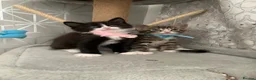 Mixed Breed cats for sale: Beautiful kittens looking for loving home in Enfield - Advert 11