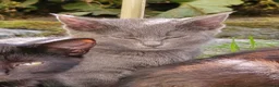 Mixed Breed cats for sale: 3 young gorgeous kittens  in Skipton - Advert 3