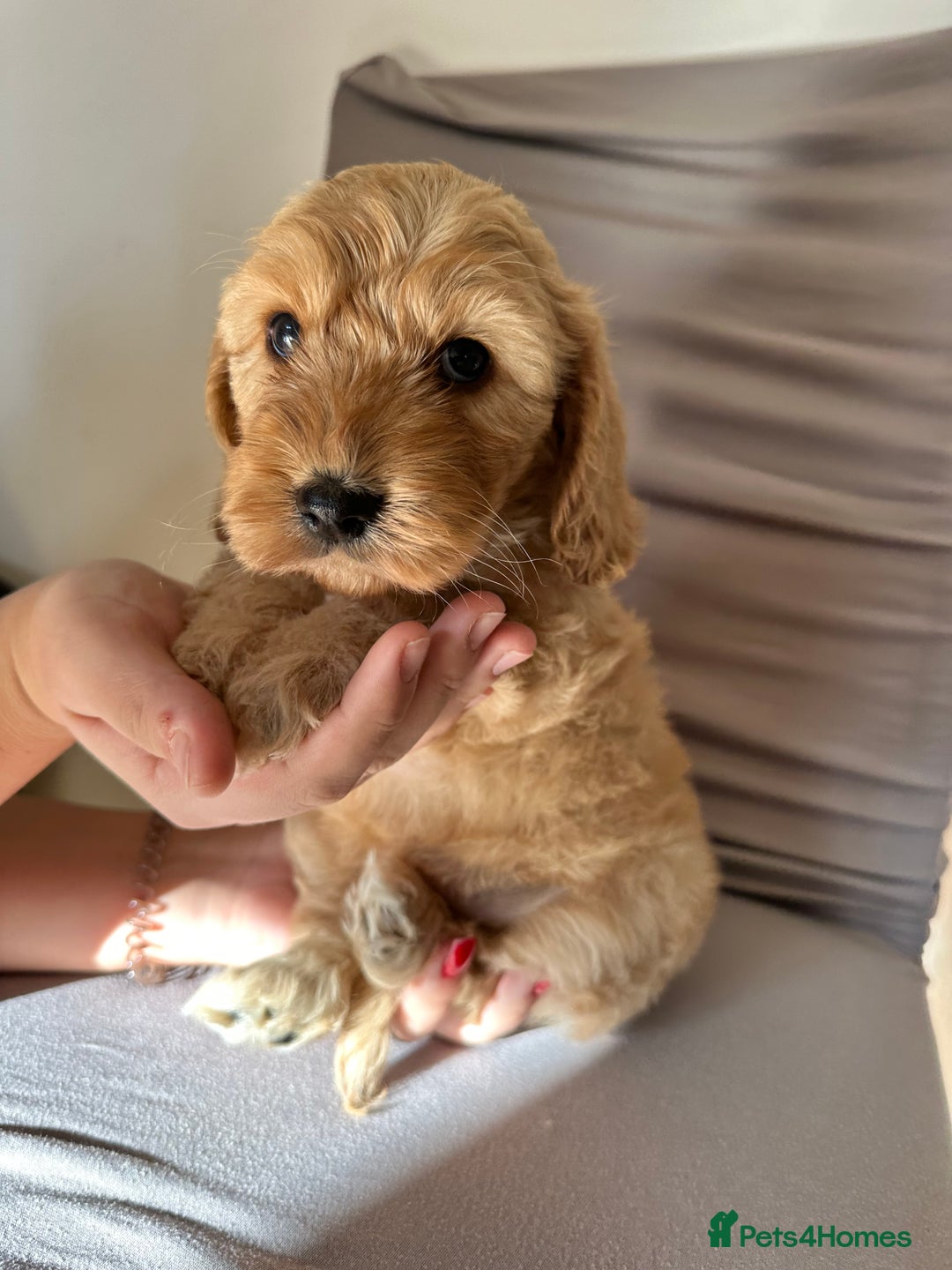 Cockapoo dogs for sale: Adorable Pappy Bread Cockapoo Puppies F2 - Image 14