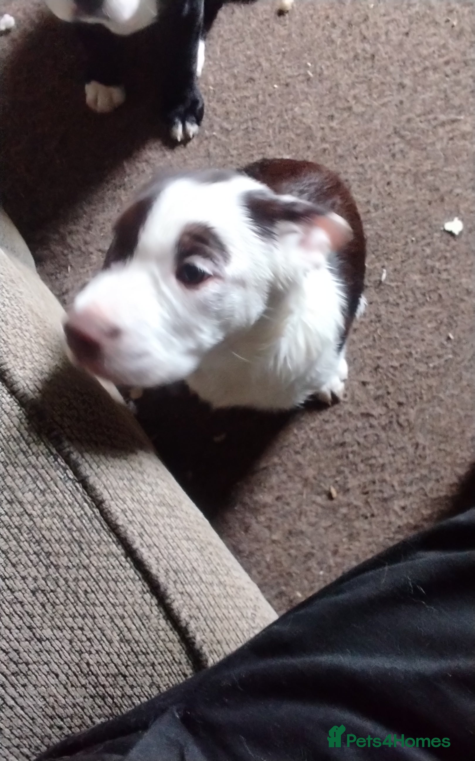 Mixed Breed dogs Urgently need rehoming bull collie - Advert 15