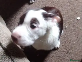 Mixed Breed dogs Urgently need rehoming bull collie - Advert 15