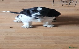 Cocker Spaniel dogs for sale: Show cocker pups - Image 5
