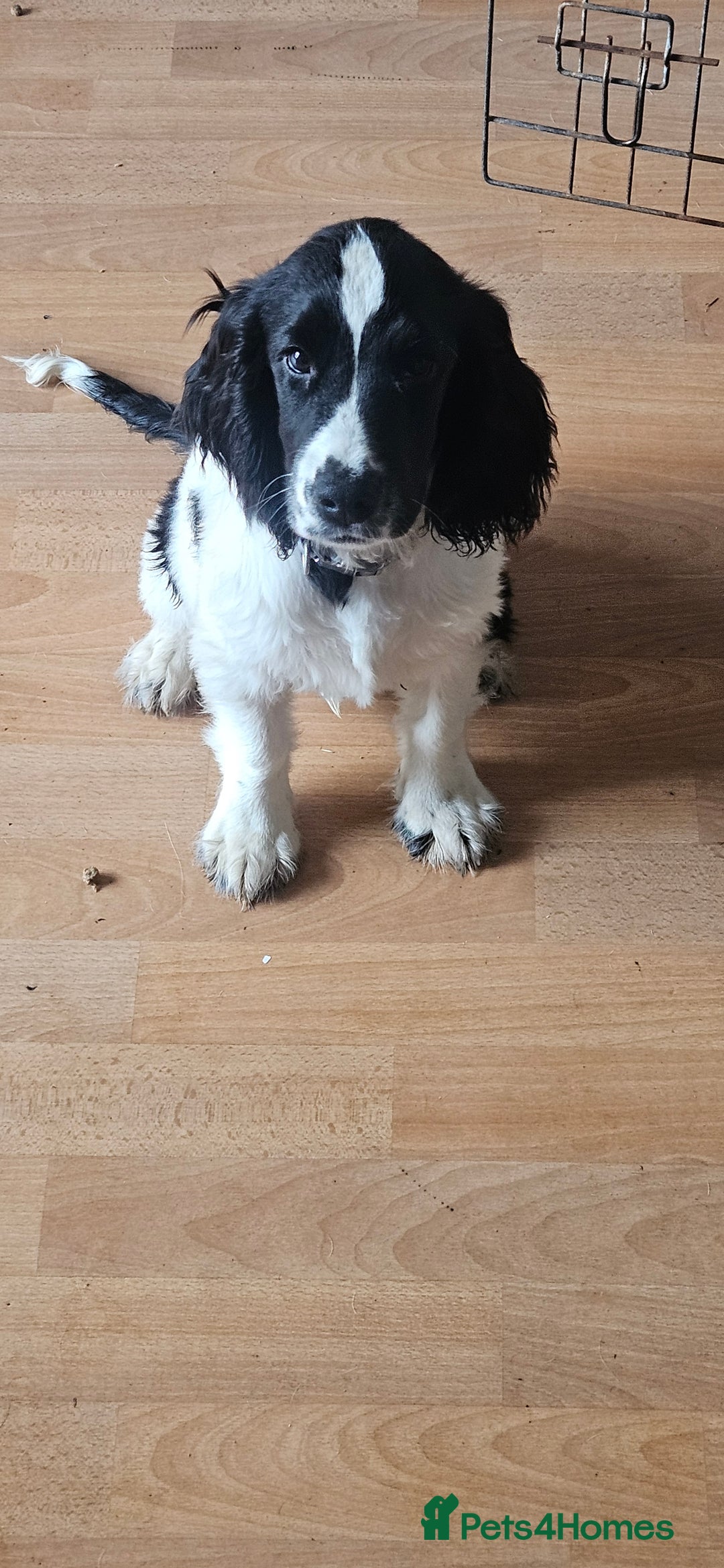 Cocker Spaniel dogs for sale: Show cocker pups - Image 5