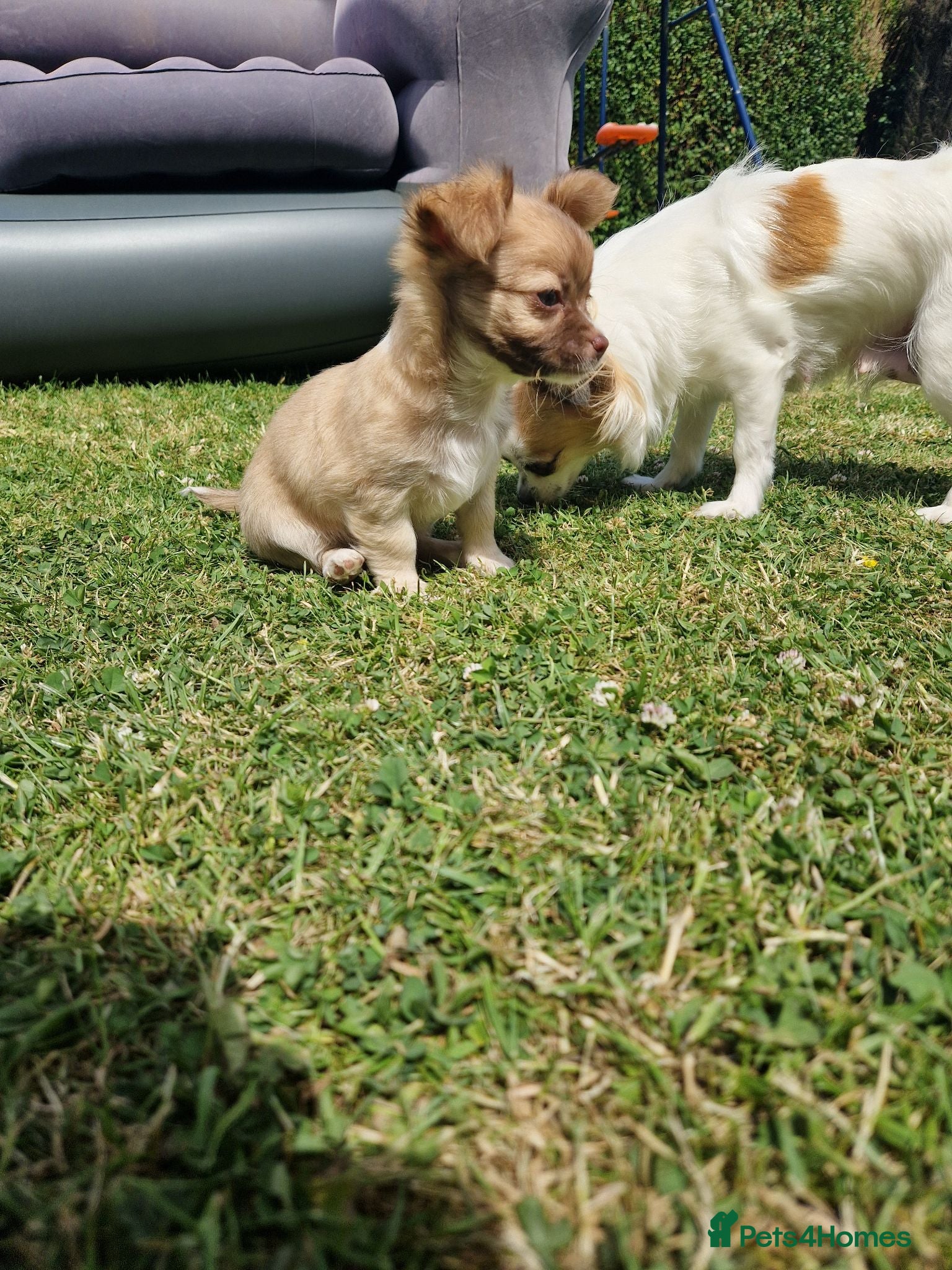 Chihuahua dogs Chihuahua puppy's  - Advert 2