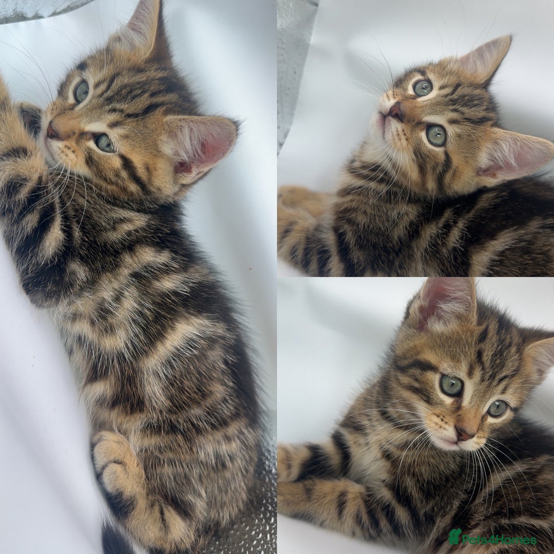 Pixie Bob cats for sale: 3 pixie bobs mixed  in Sheffield - Image 1