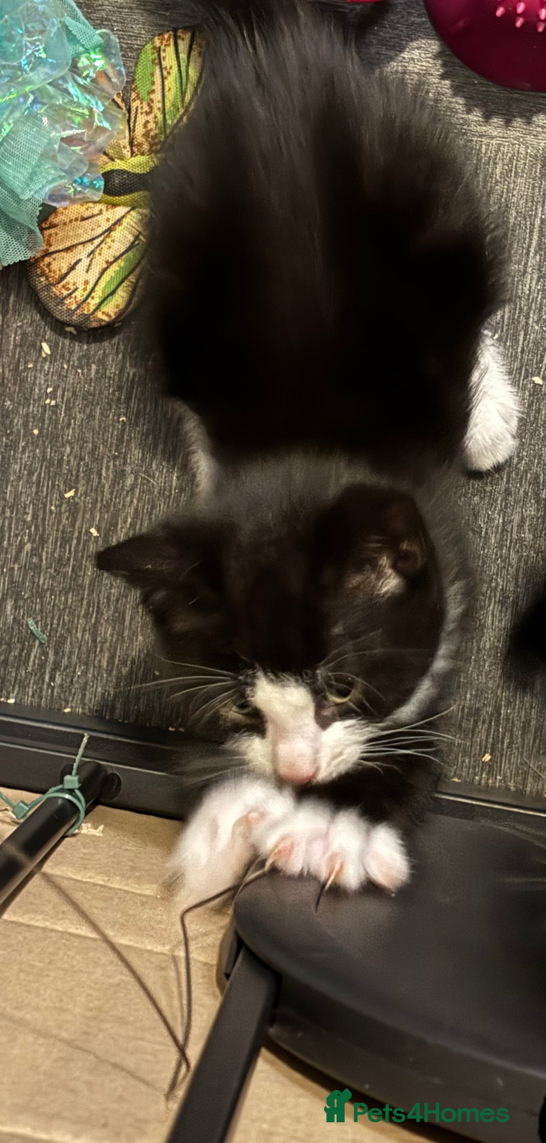 Mixed Breed cats for sale: 15 kittens for sale (4 LEFT REDUCED)  in Hassocks - Image 25