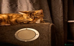 Mixed Breed cats for sale: 1 year old female  - Advert 3