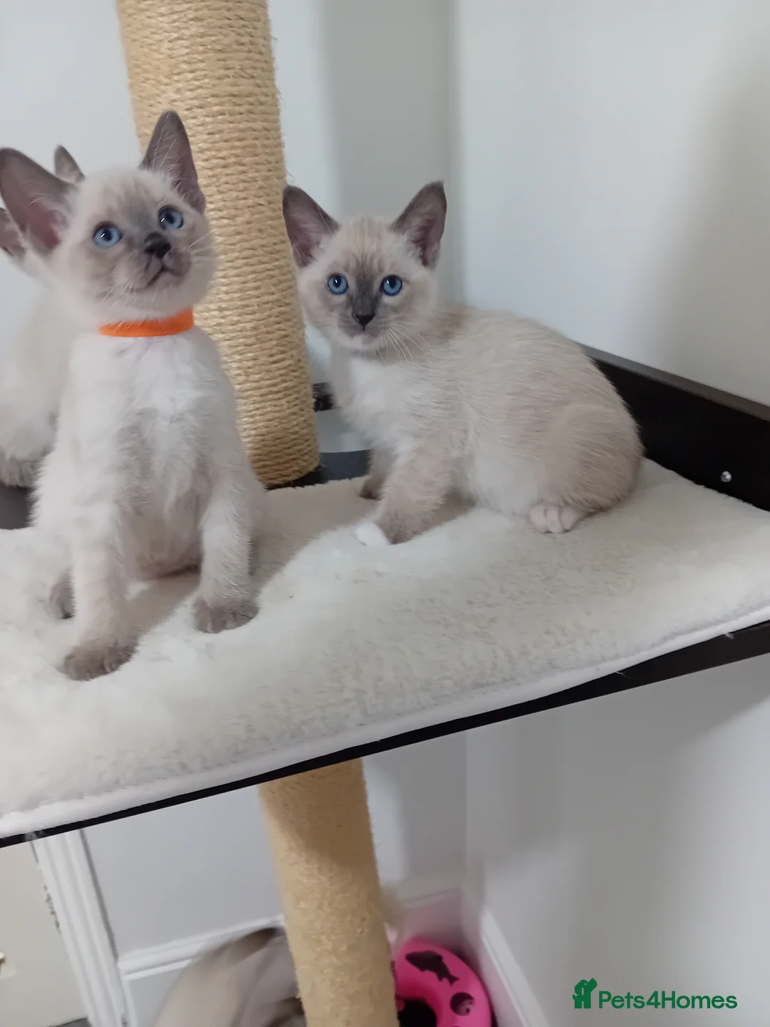 Ragamese cats for sale: Ragamise - Advert 1