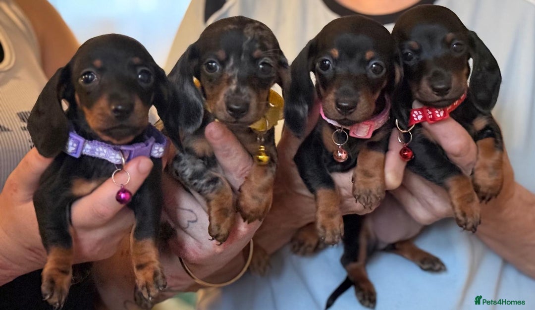 Miniature Dachshund dogs for sale:  Tiny Miniature Dachshund Puppies Ready TODAY! ❤️ - Image 2