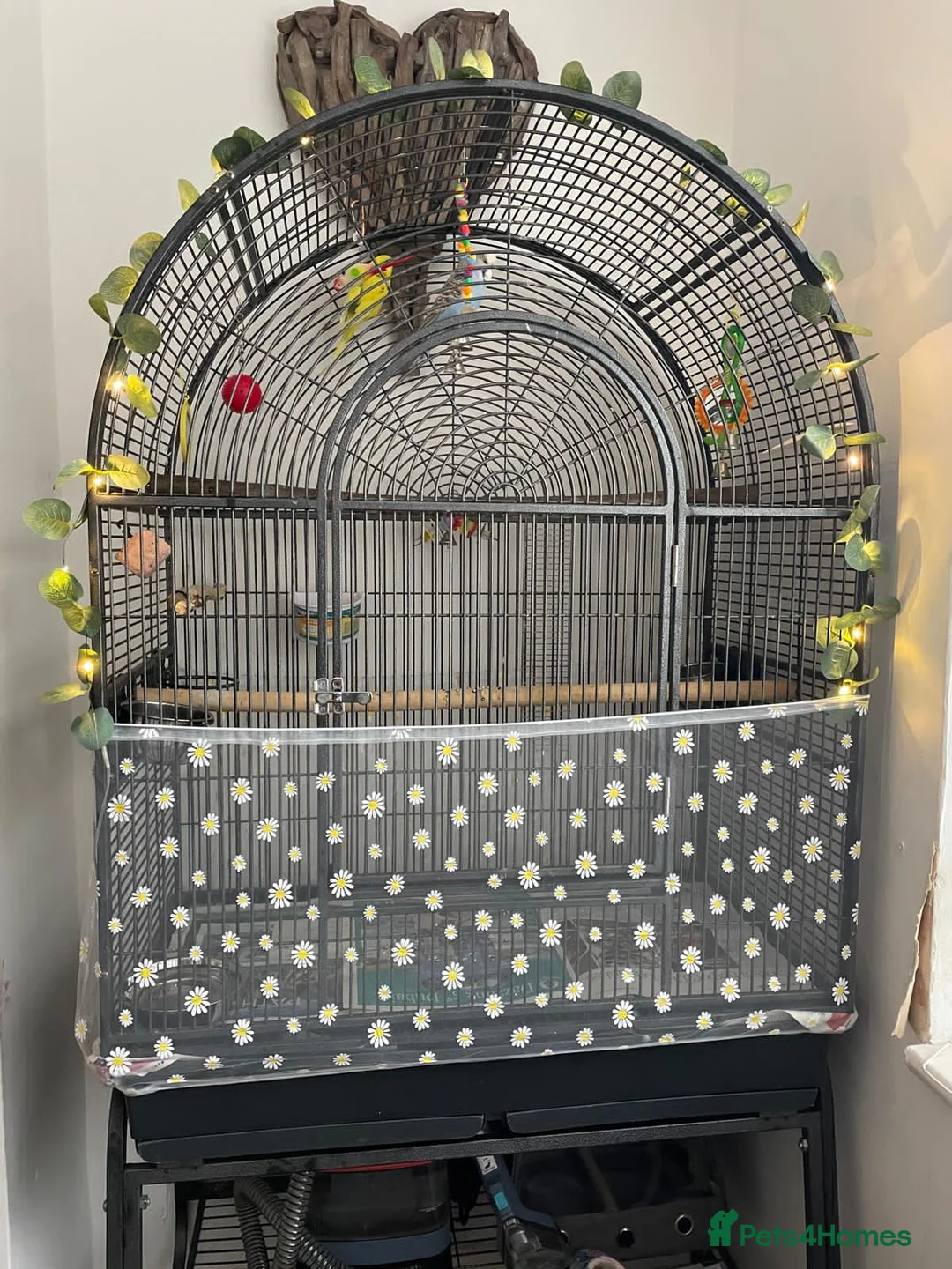 Budgerigars birds for sale: Blue and yellow budgie - Advert 2