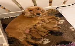 Cockapoo dogs for sale: RARE VILLASPANIOL LINE  COCKAPOOS  - Image 1