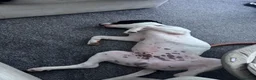 Mixed Breed dogs for sale: Milo  - Advert 4
