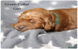 Cockapoo dogs for sale: Gorgeous Fox Red Cockapoo Puppies avail 15/12/25 - Image 24