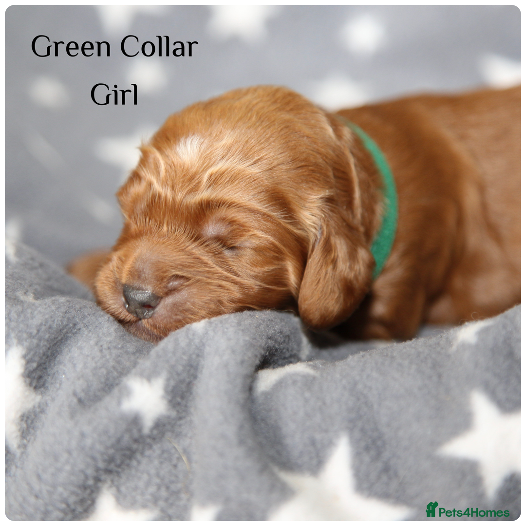 Cockapoo dogs for sale: Gorgeous Fox Red Cockapoo Puppies avail 15/12/25 - Image 24