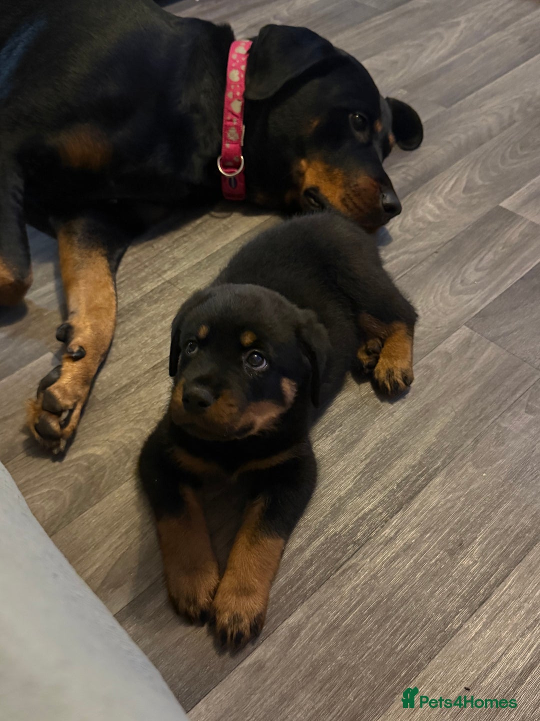 Rottweiler dogs for sale: Pick of litter boy  - Advert 2