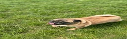Pug dogs for sale: Beautiful Litter Of Pug Puppies All Girls  - Advert 19