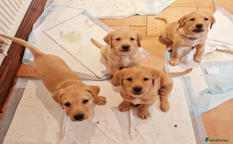 Labrador Retriever dogs healthy Labrador retriever - Advert 15