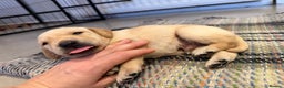 Labrador Retriever dogs for sale: Only 2 golden girls left! Ready for forever homes! - Advert 16