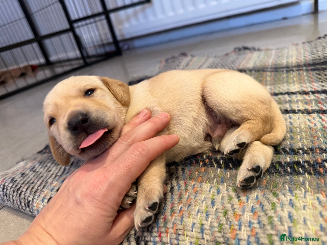 Labrador Retriever dogs for sale: Only 2 golden girls left! Ready for forever homes! - Advert 16