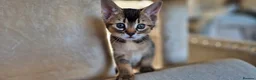 Mixed Breed cats for sale: Beautiful Abyssinian Cross Kittens in Nuneaton - Advert 2