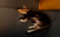 Ragdoll cats for sale: Sweet girl for sale  - Image 4